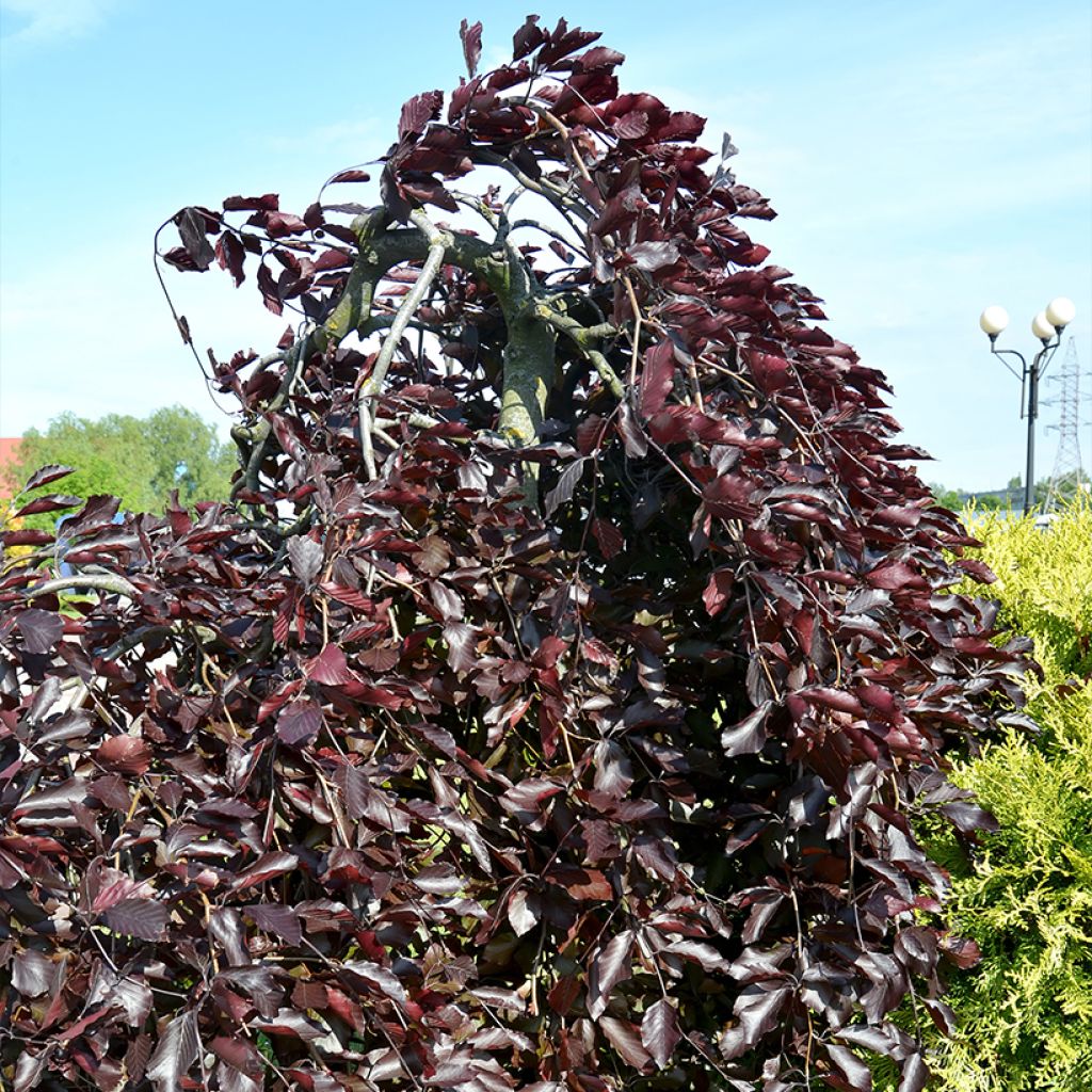 Fagus sylvatica Purple Drongo Weeper - Faggio