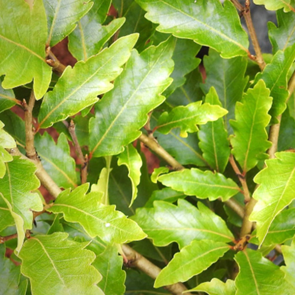 Fagus sylvatica Sandrode - Faggio nano