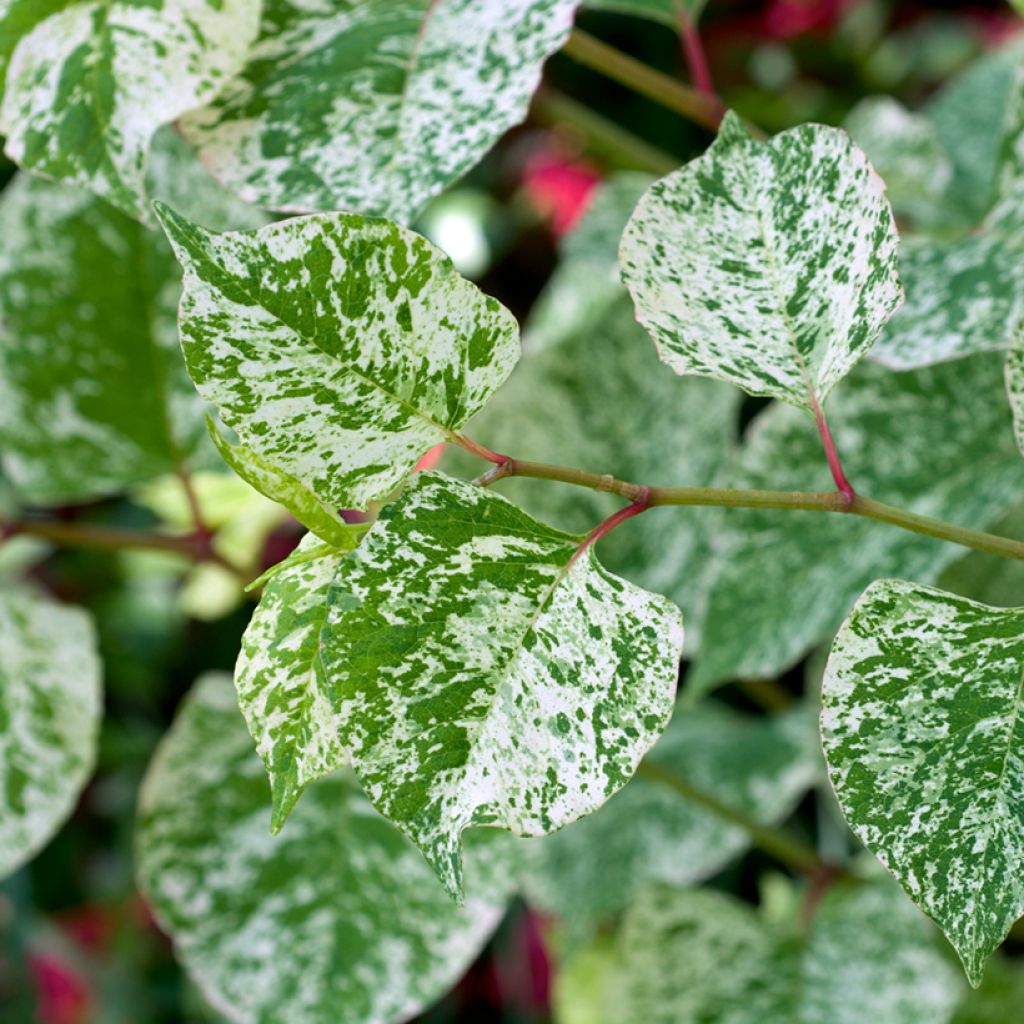 Fallopia bohemica Spectabilis