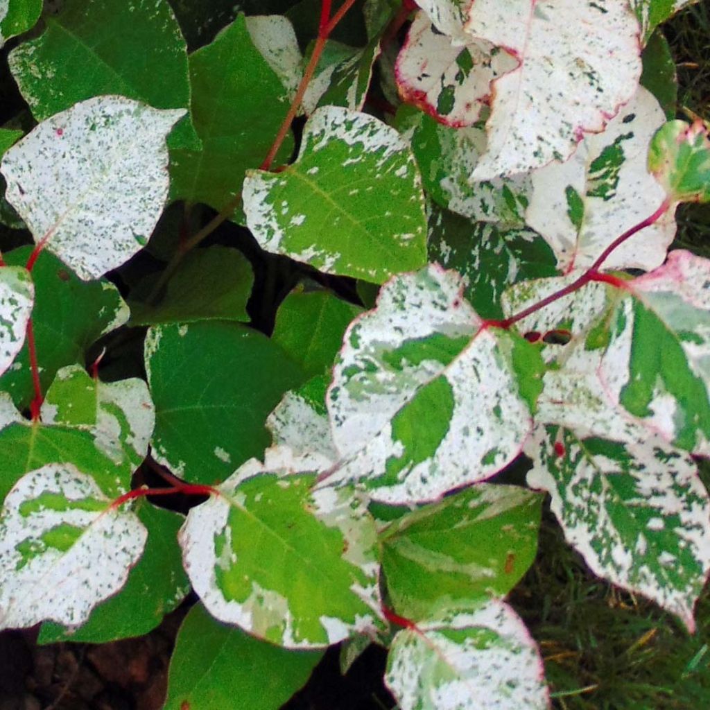 Fallopia japonica Variegata - Renouée panachée.