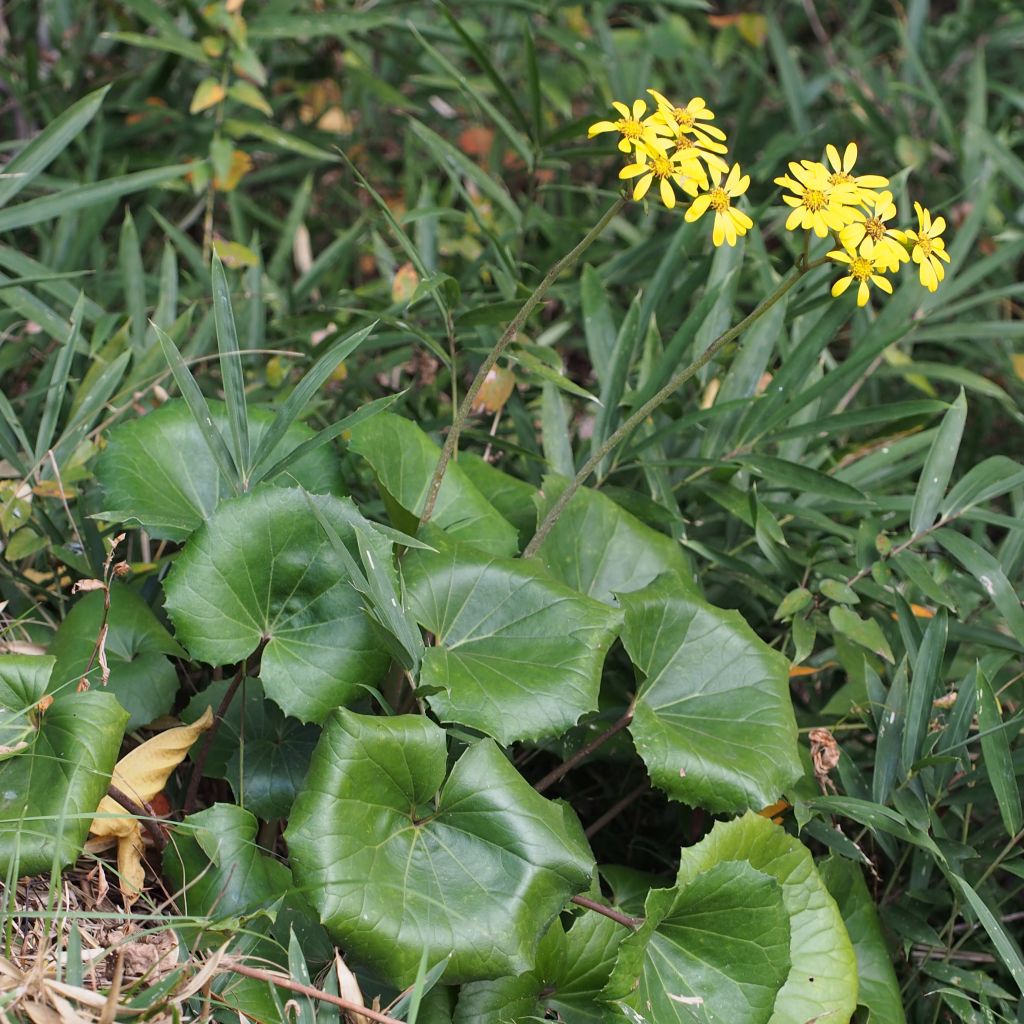 Farfugium japonicum