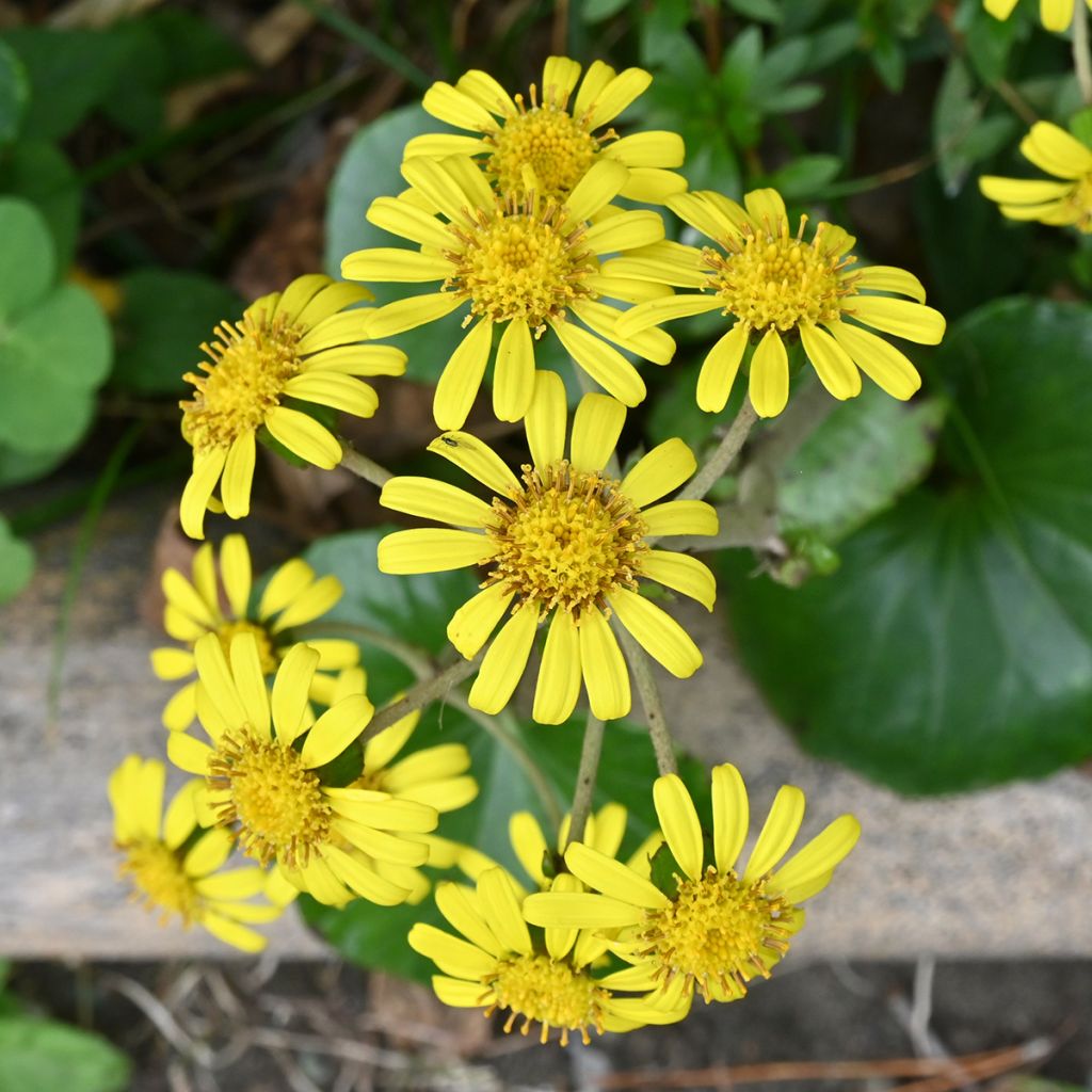 Farfugium japonicum