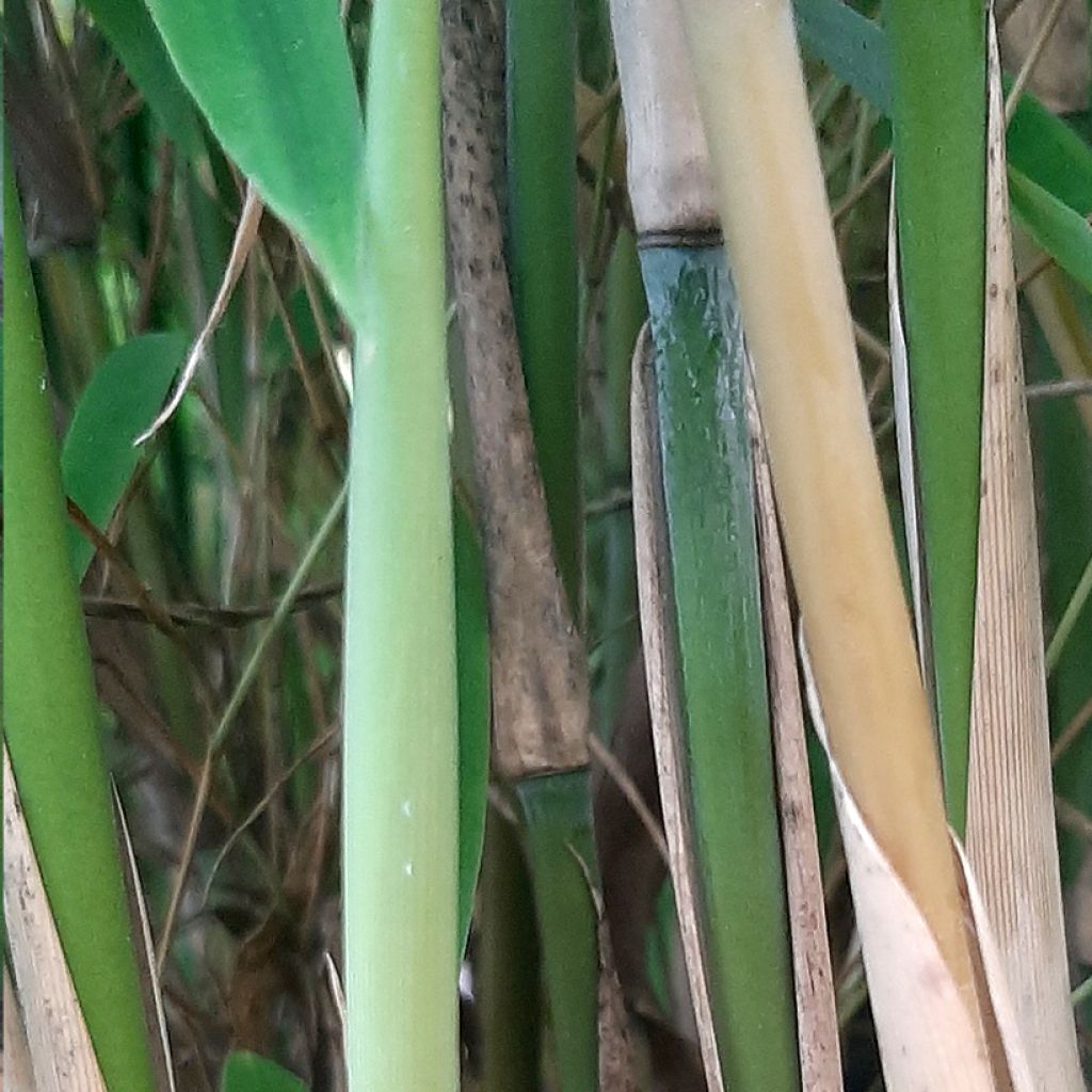 Fargesia murielae Ivory Ibis