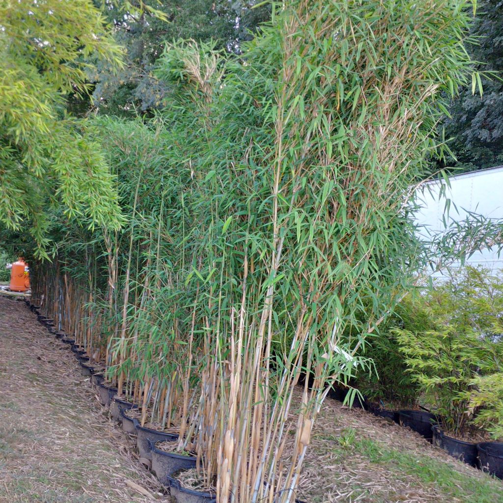 Fargesia papyrifera - Bambou bleu non traçant.