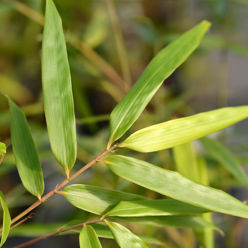 Fargesia scabrida Asian wonder