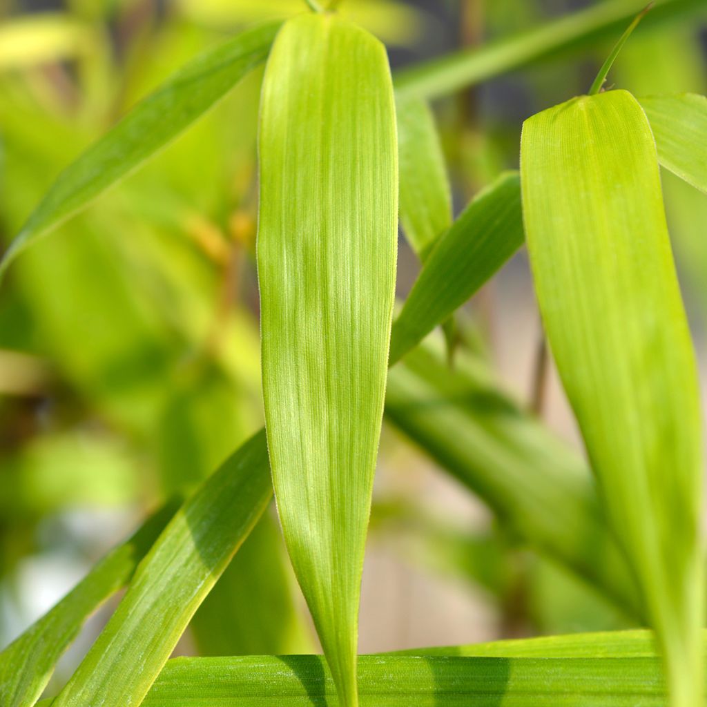 Fargesia scabrida Asian wonder