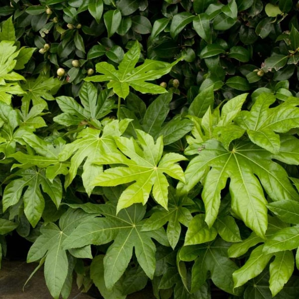 Fatsia japonica - Aralia giapponese