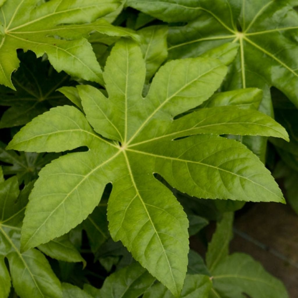 Fatsia japonica - Aralia giapponese