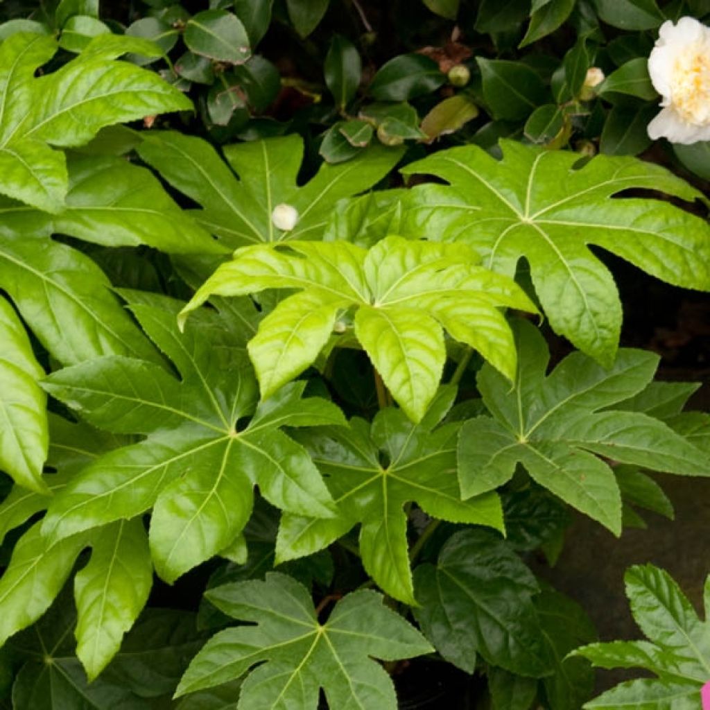 Fatsia japonica - Aralia giapponese