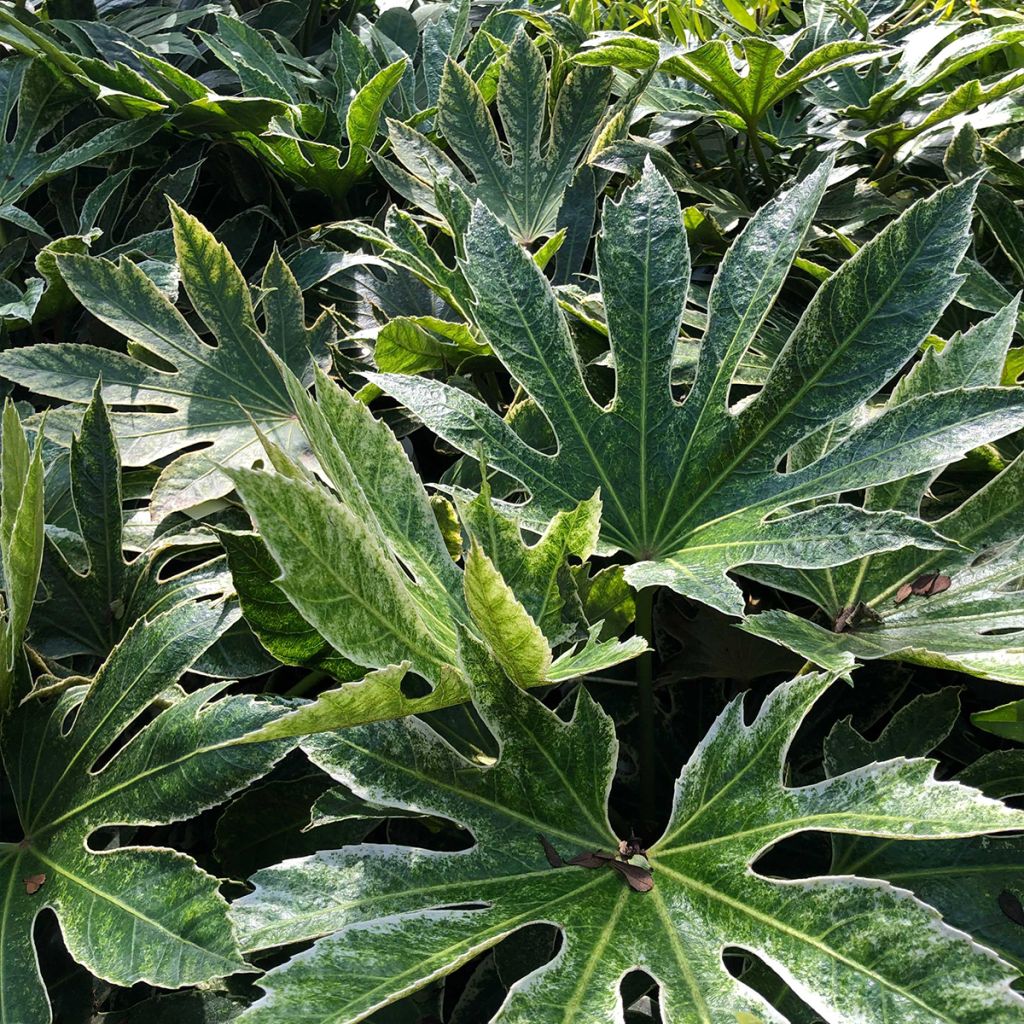 Fatsia japonica Spider's Web