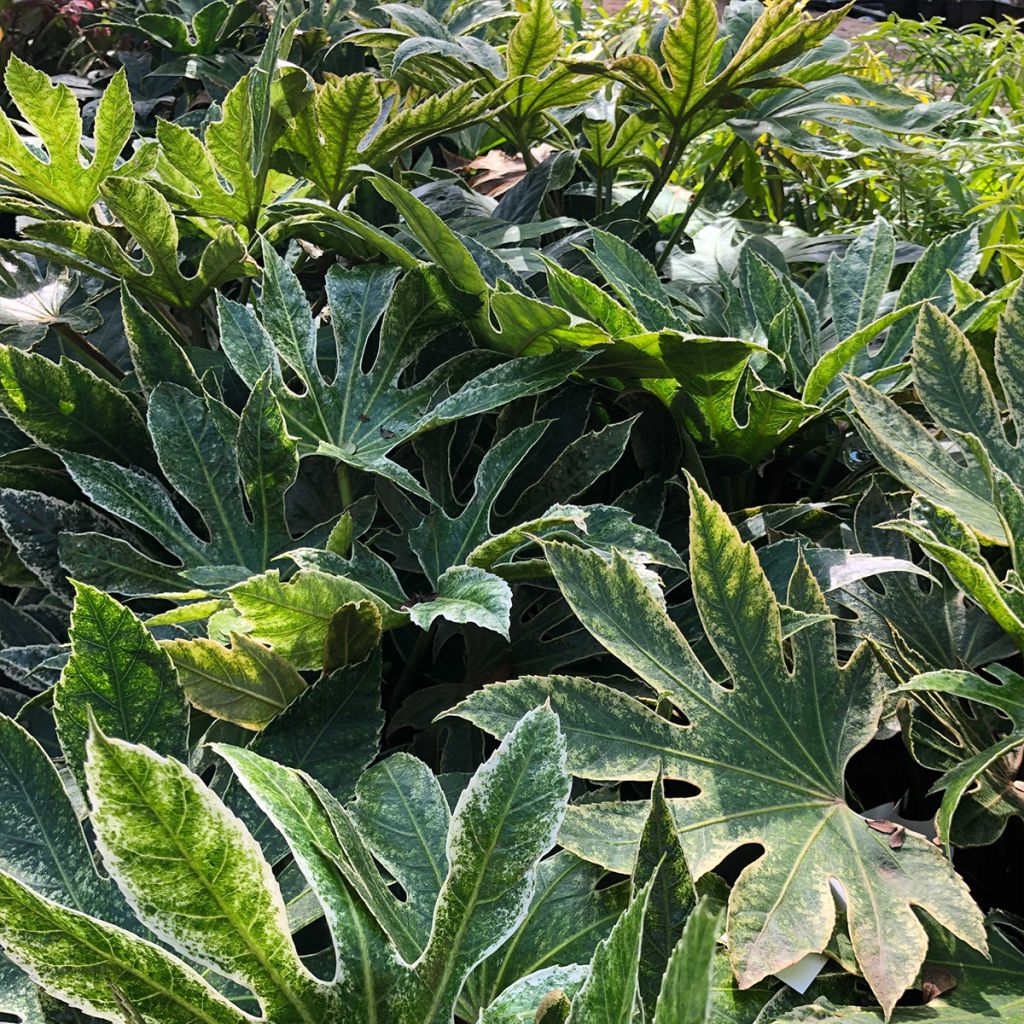 Fatsia japonica Spider's Web