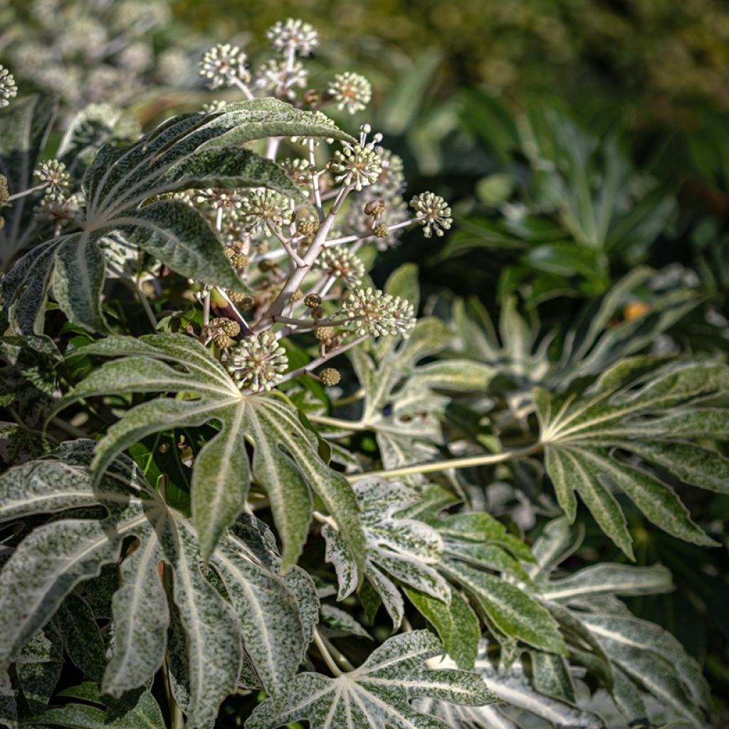 Fatsia japonica Spider's Web