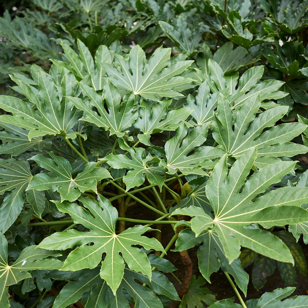 Fatsia japonica - Aralia giapponese