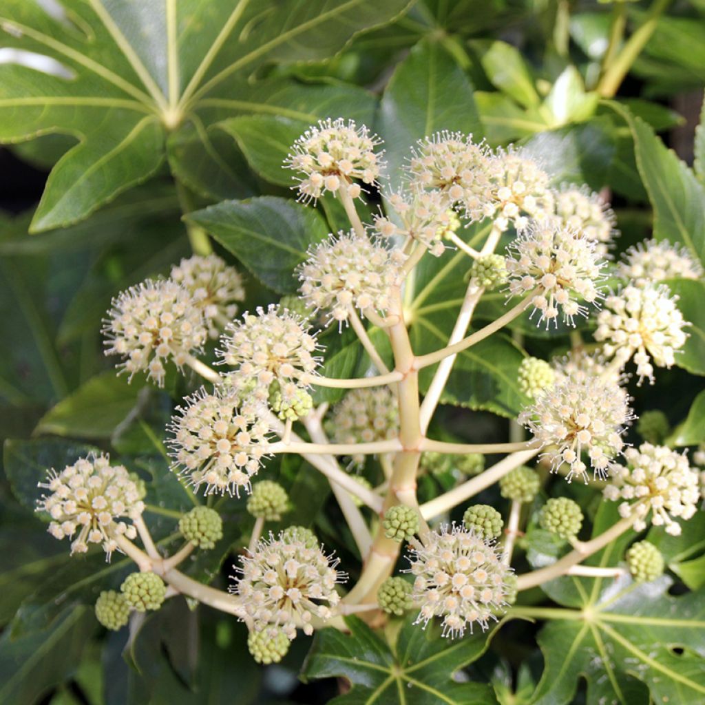 Fatsia japonica - Aralia giapponese