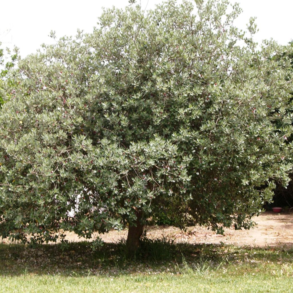 Feijoa - Acca sellowiana - Goyavier du Brésil