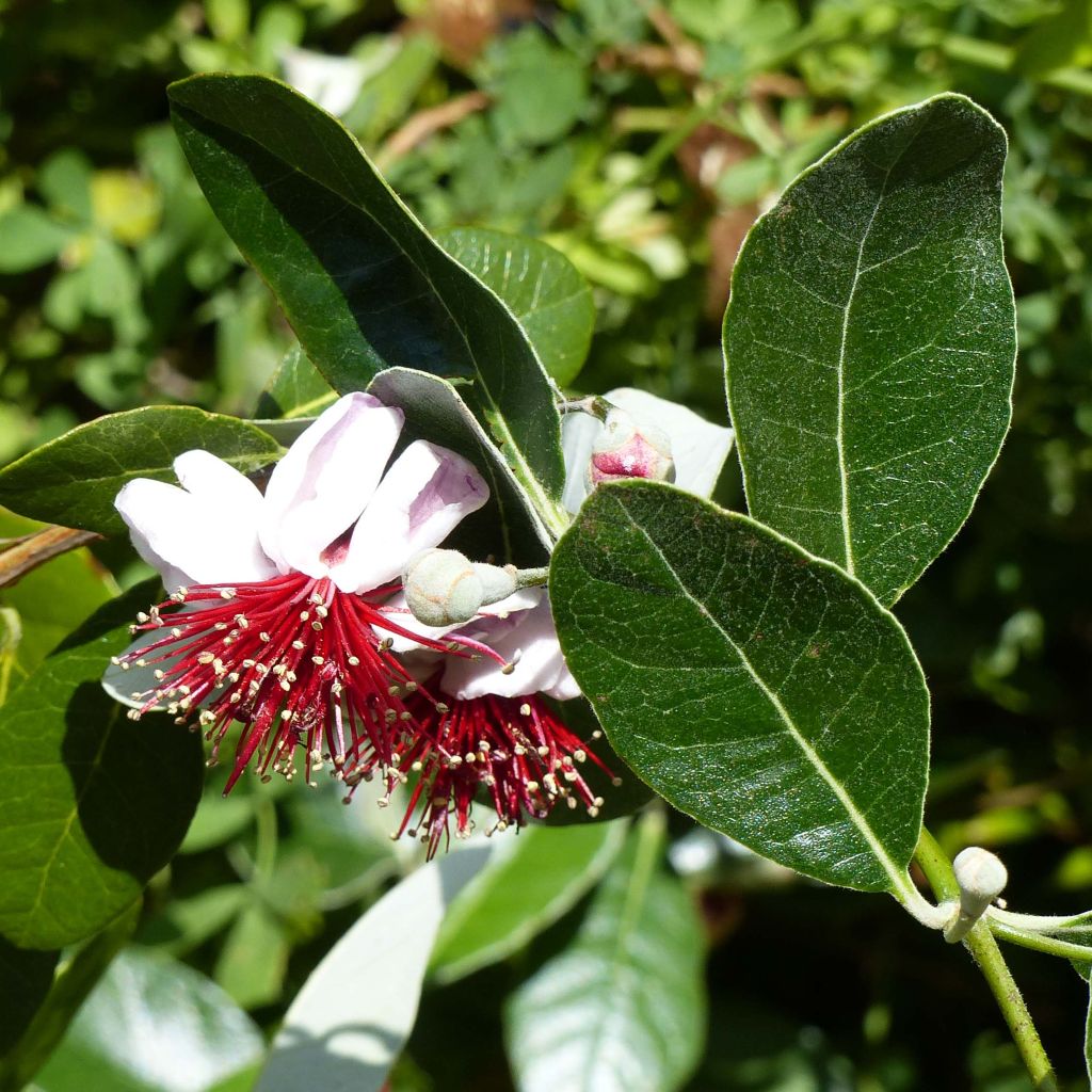 Feijoa - Acca sellowiana - Goyavier du Brésil