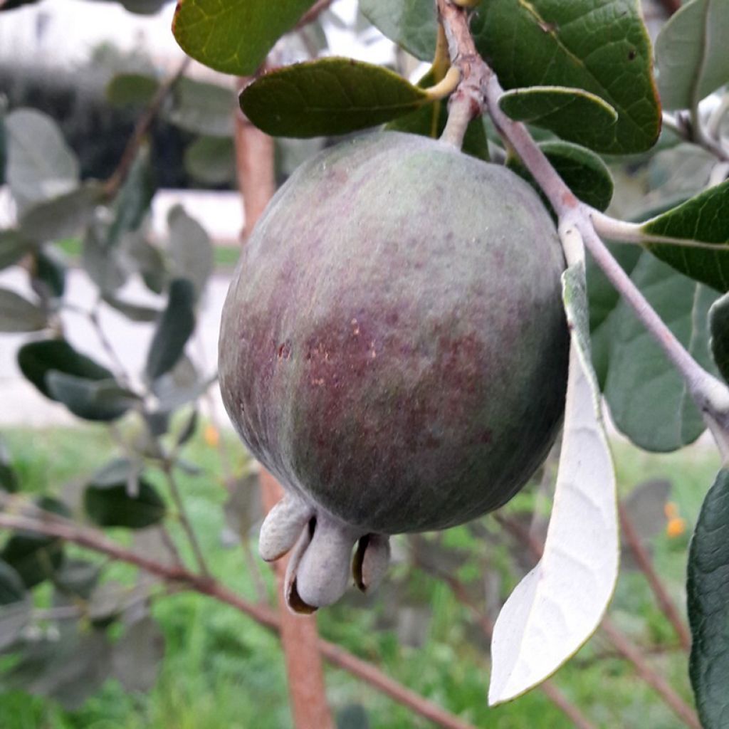 Feijoa Apollo