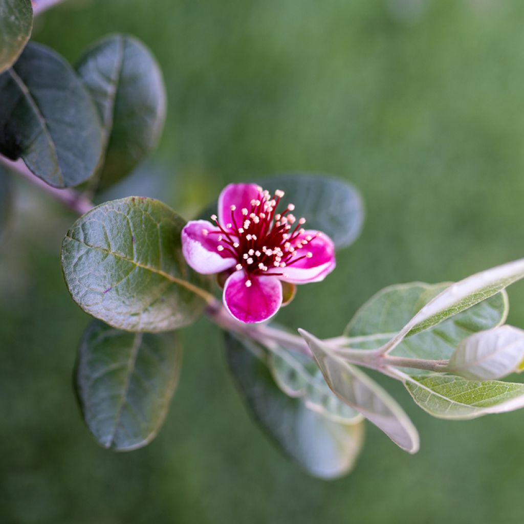 Feijoa Apollo