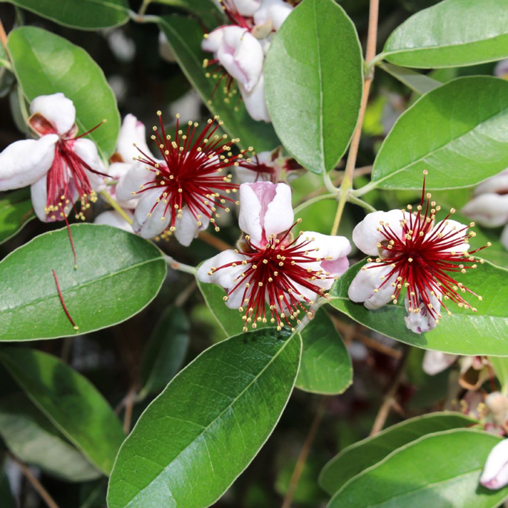 Acca sellowiana Mammouth - Feijoa