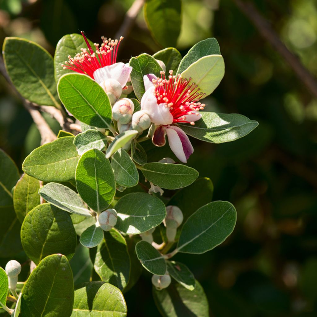 Feijoa Triumph