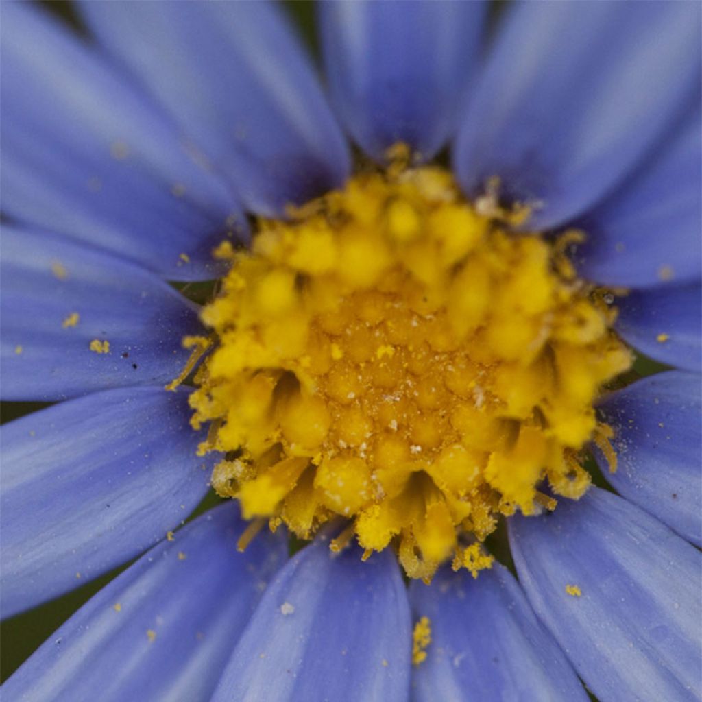 Felicia amelloides - Agathea coelestis - Aster du Cap