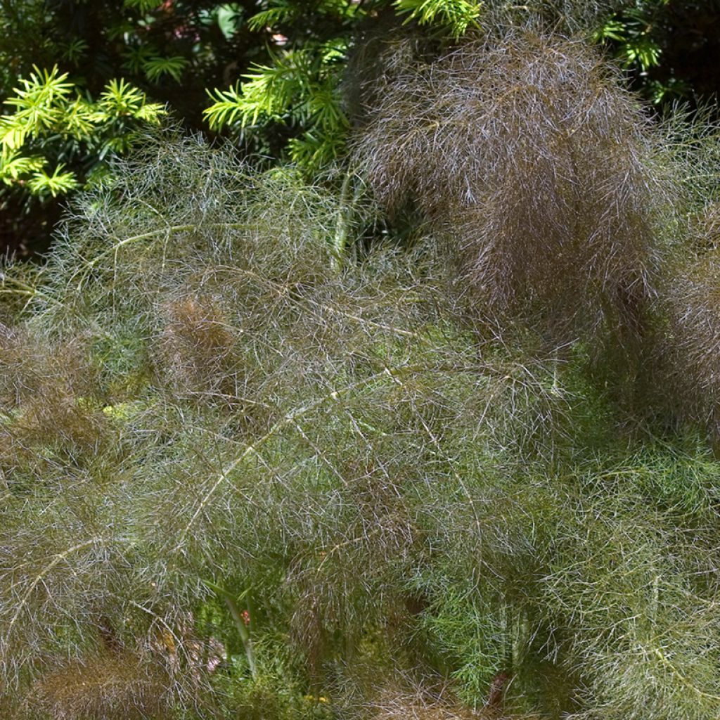 Finocchio selvatico Purpureum Bio - Ferme de Sainte Marthe