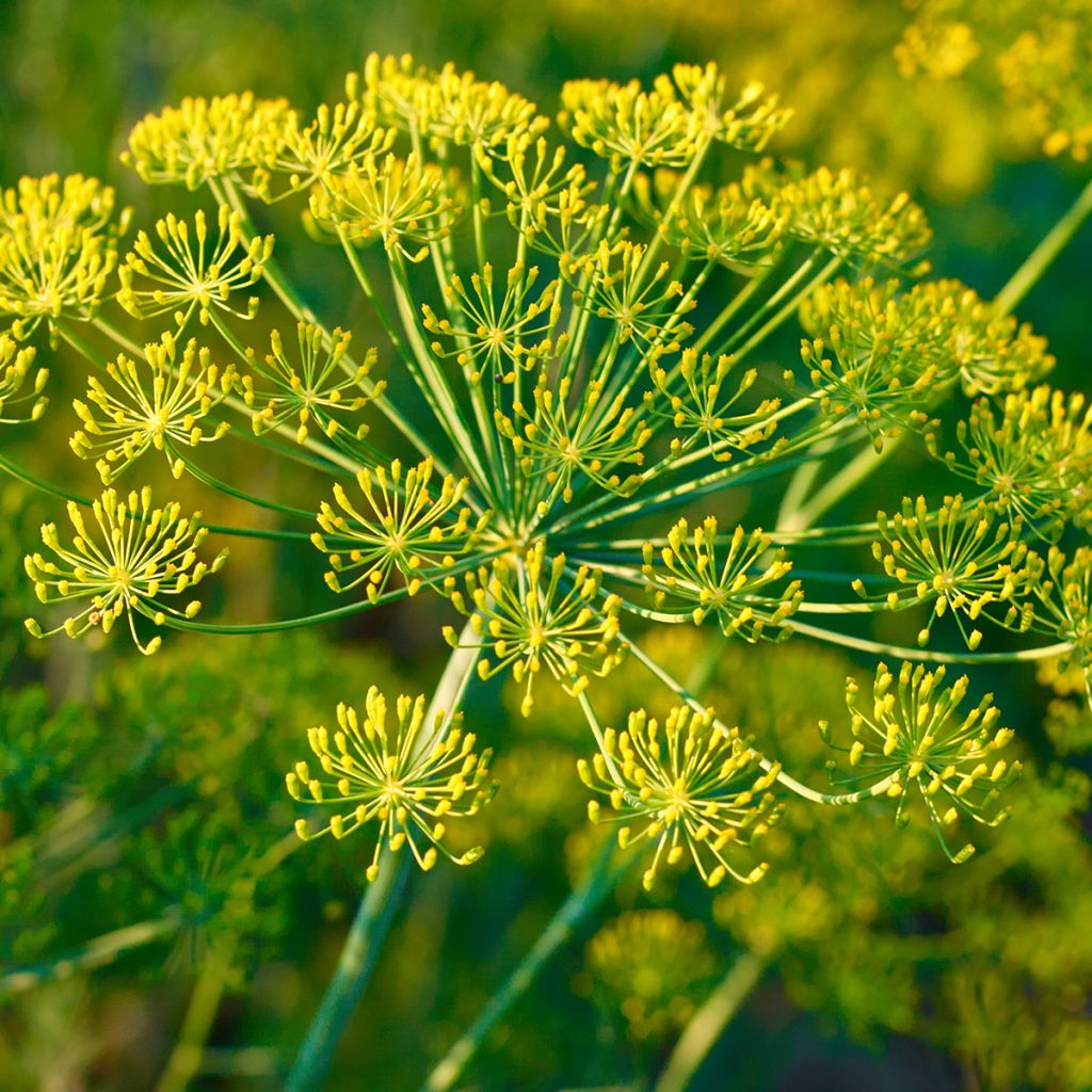 Foeniculum vulgare - Finocchio