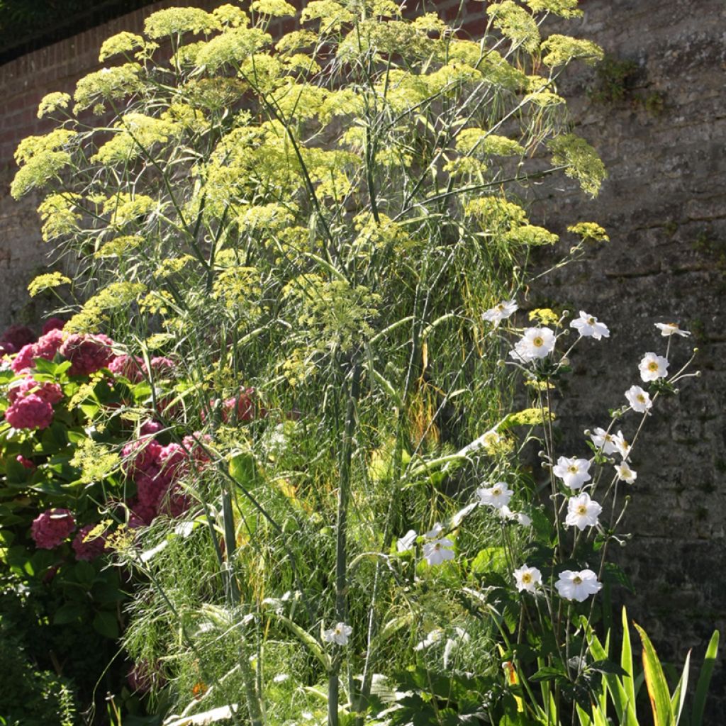 Foeniculum vulgare - Finocchio