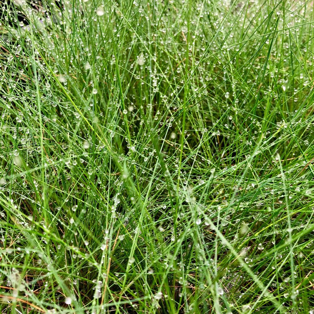 Festuca amethystina - Fétuque améthyste