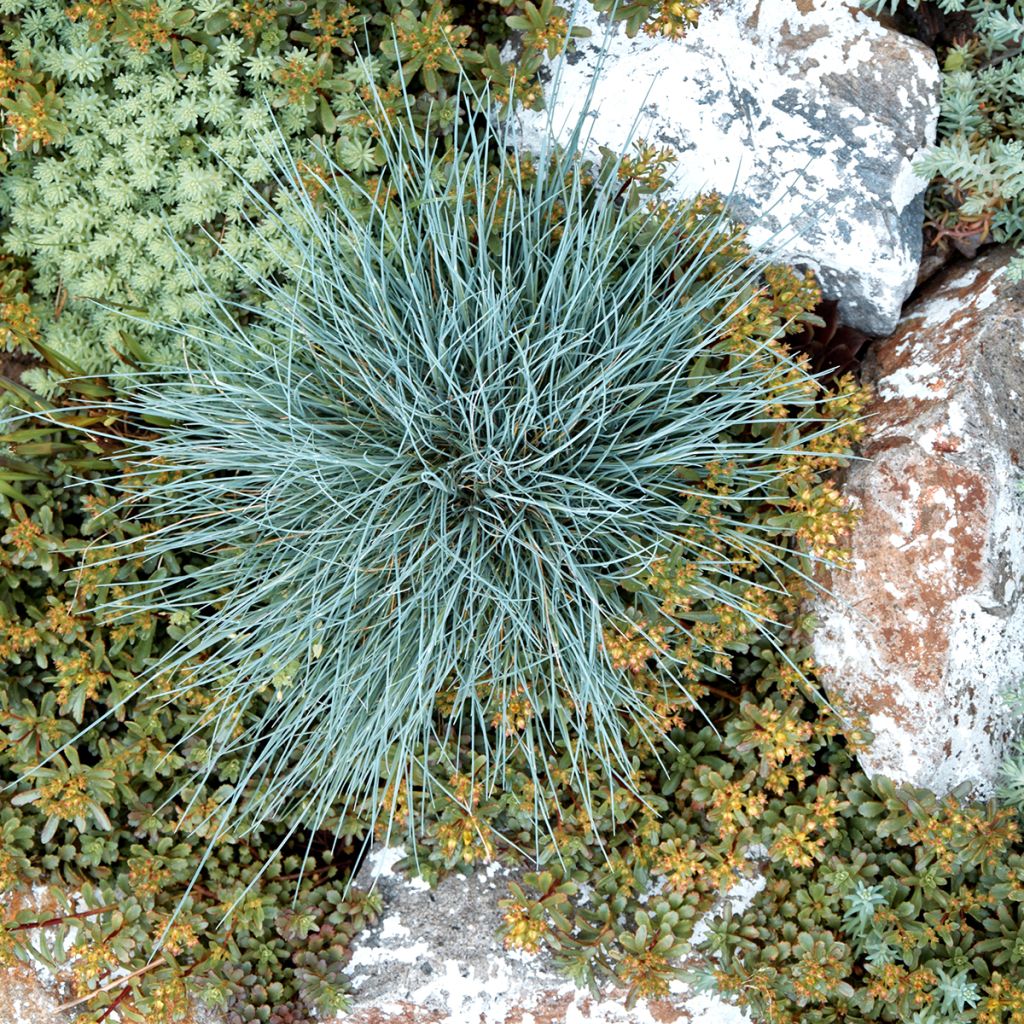 Festuca glauca Easy Blue - Festuca blu