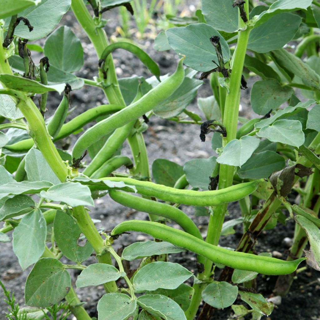 Fava Aguadulce a baccello molto longo - Vilmorin