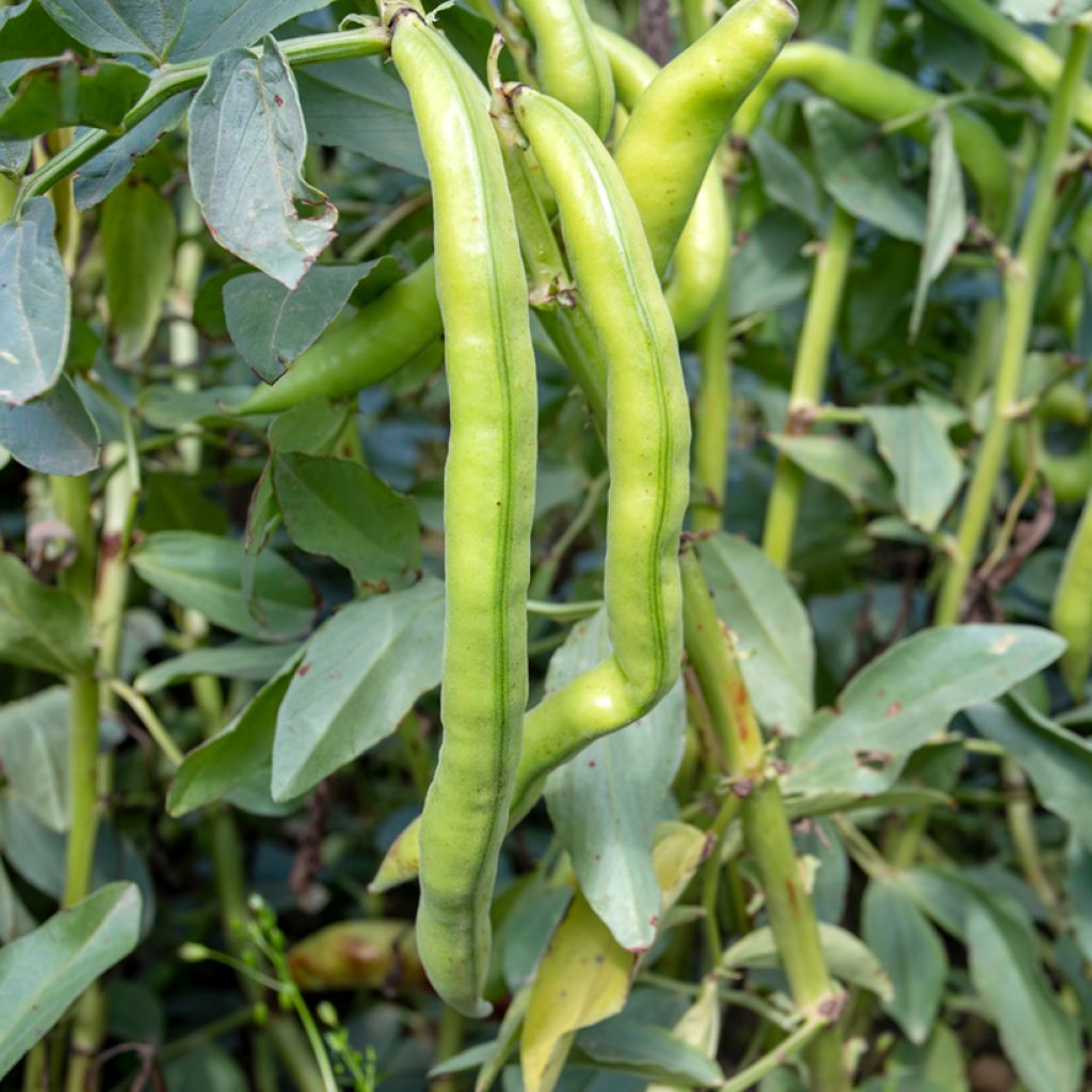 Fava Aguadulce a baccello molto longo