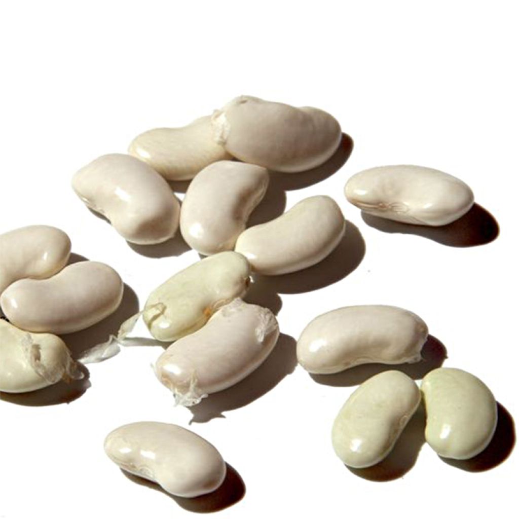 Fava Bianca extra precoce