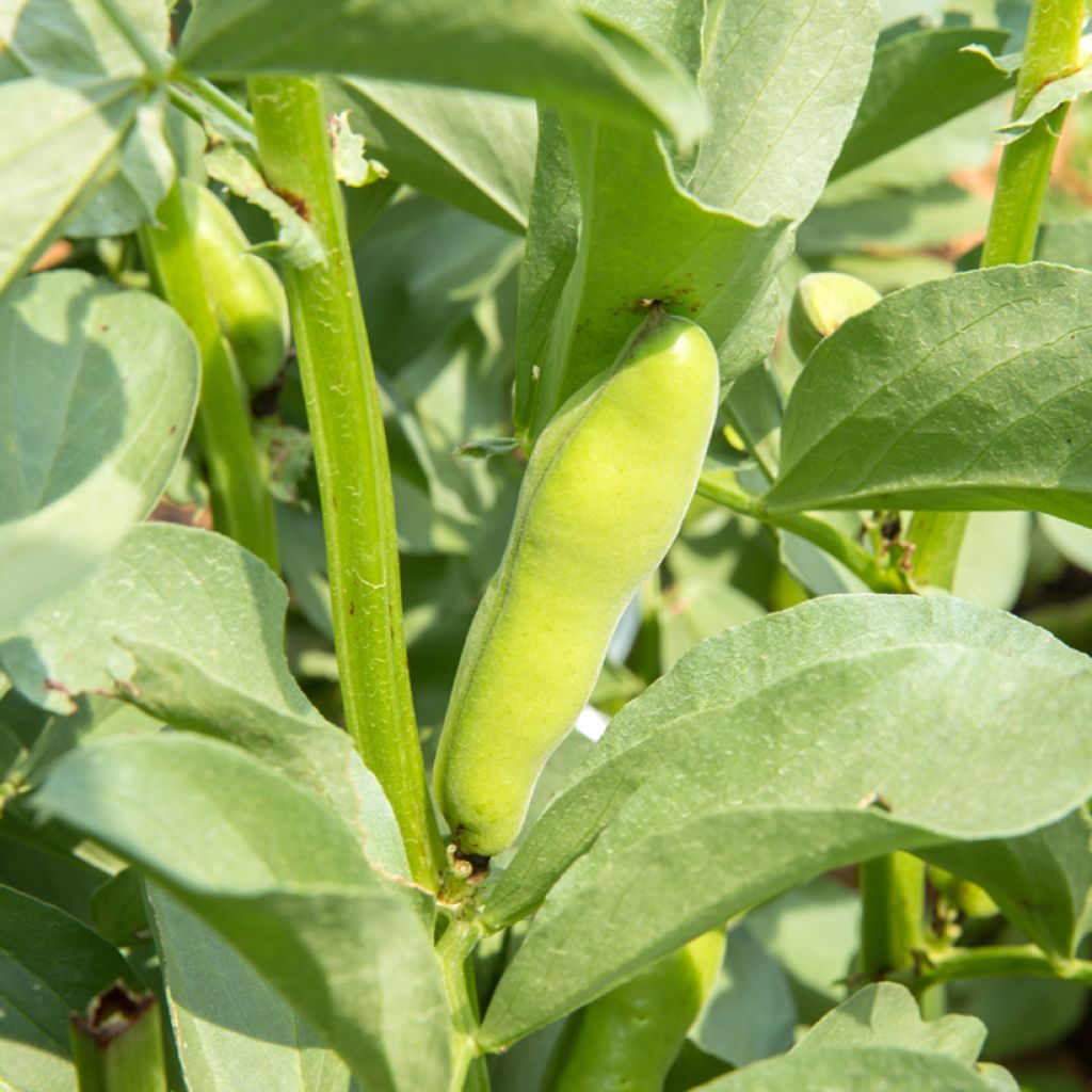 Fava Crimson Flowered