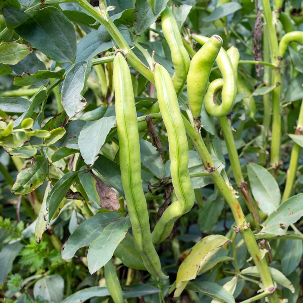 Fava Masterpiece Green Longpod