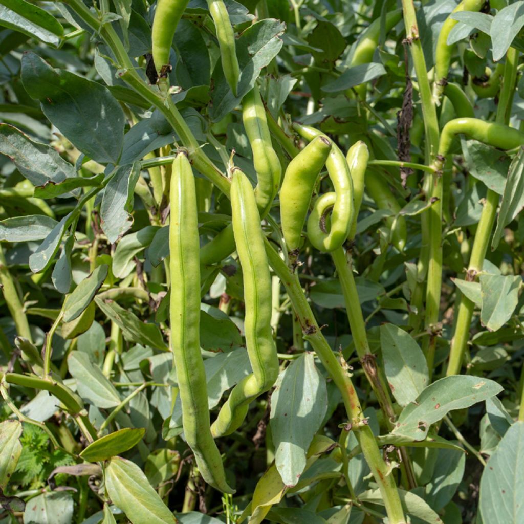 Fava di Siviglia