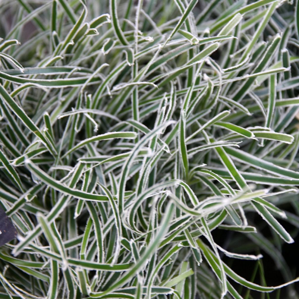 Ficinia truncata Ice Crystal