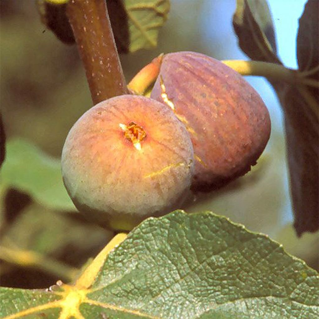 Figuier Grise de la St Jean - Ficus carica - Grisette