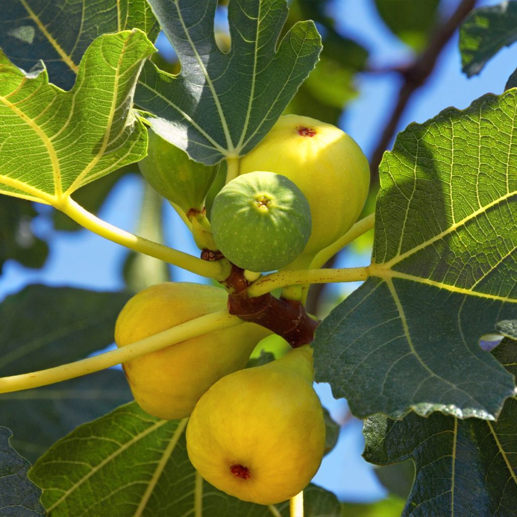 Fico Madeleine des Deux saisons