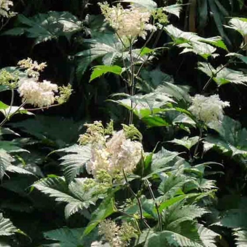 Filipendula camtschatica - Reine des Près