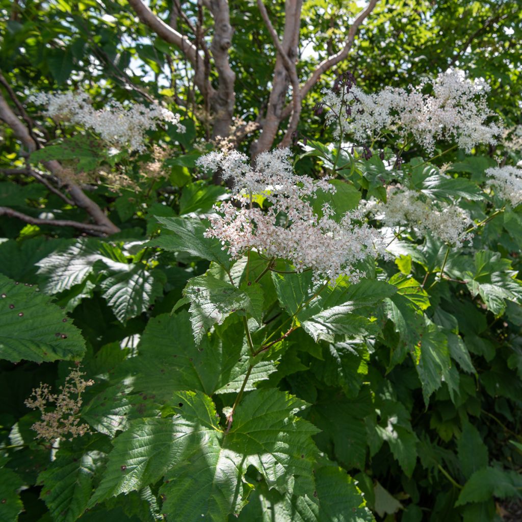 Filipendula camtschatica