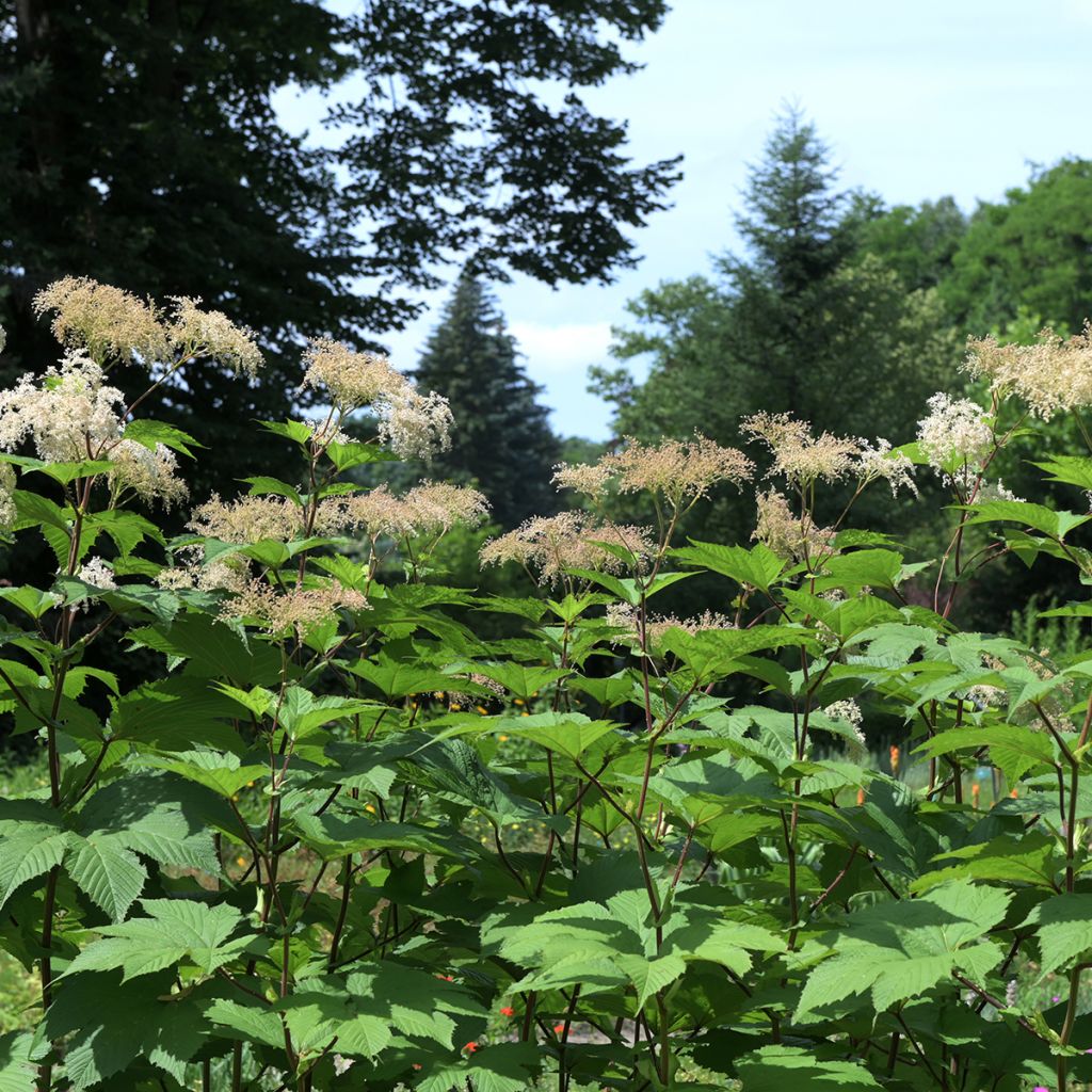 Filipendula camtschatica