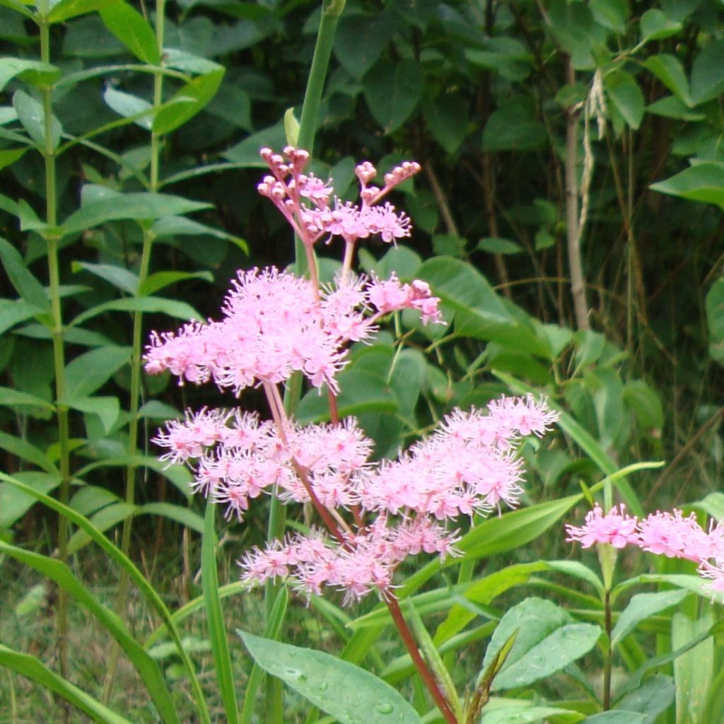 Filipendula multijuga, Reine des Près