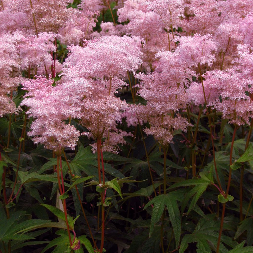 Filipendula palmata