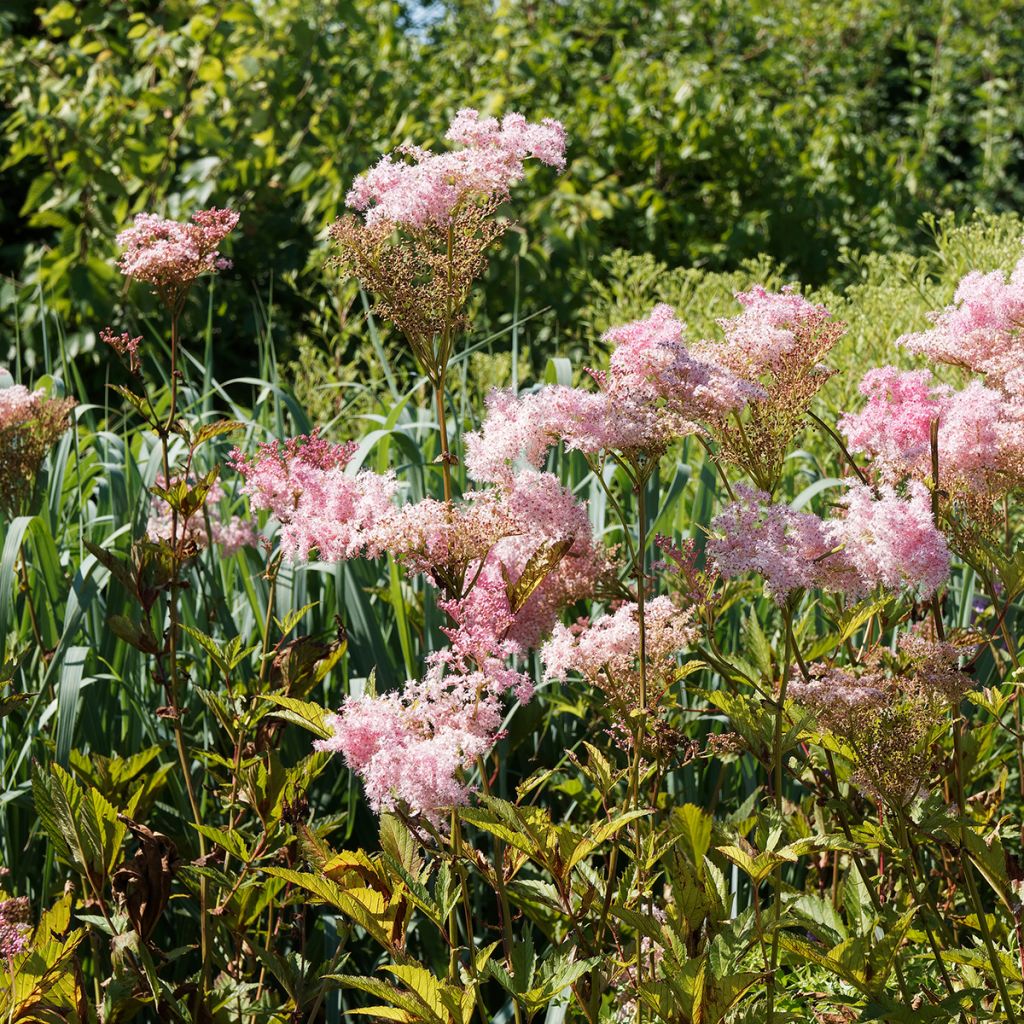 Filipendula rubra Venusta