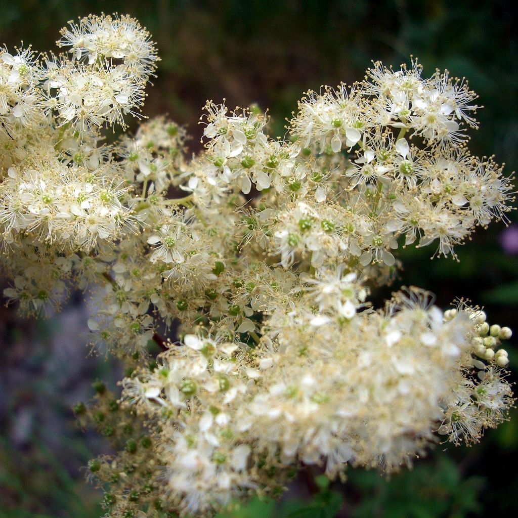 Filipendula ulmaria - Olmaria comune