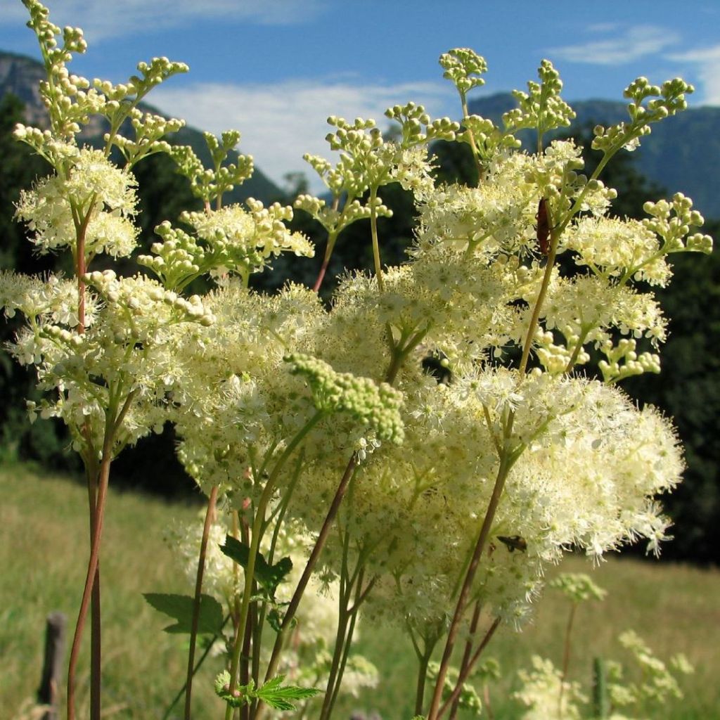 Filipendula ulmaria - Olmaria comune