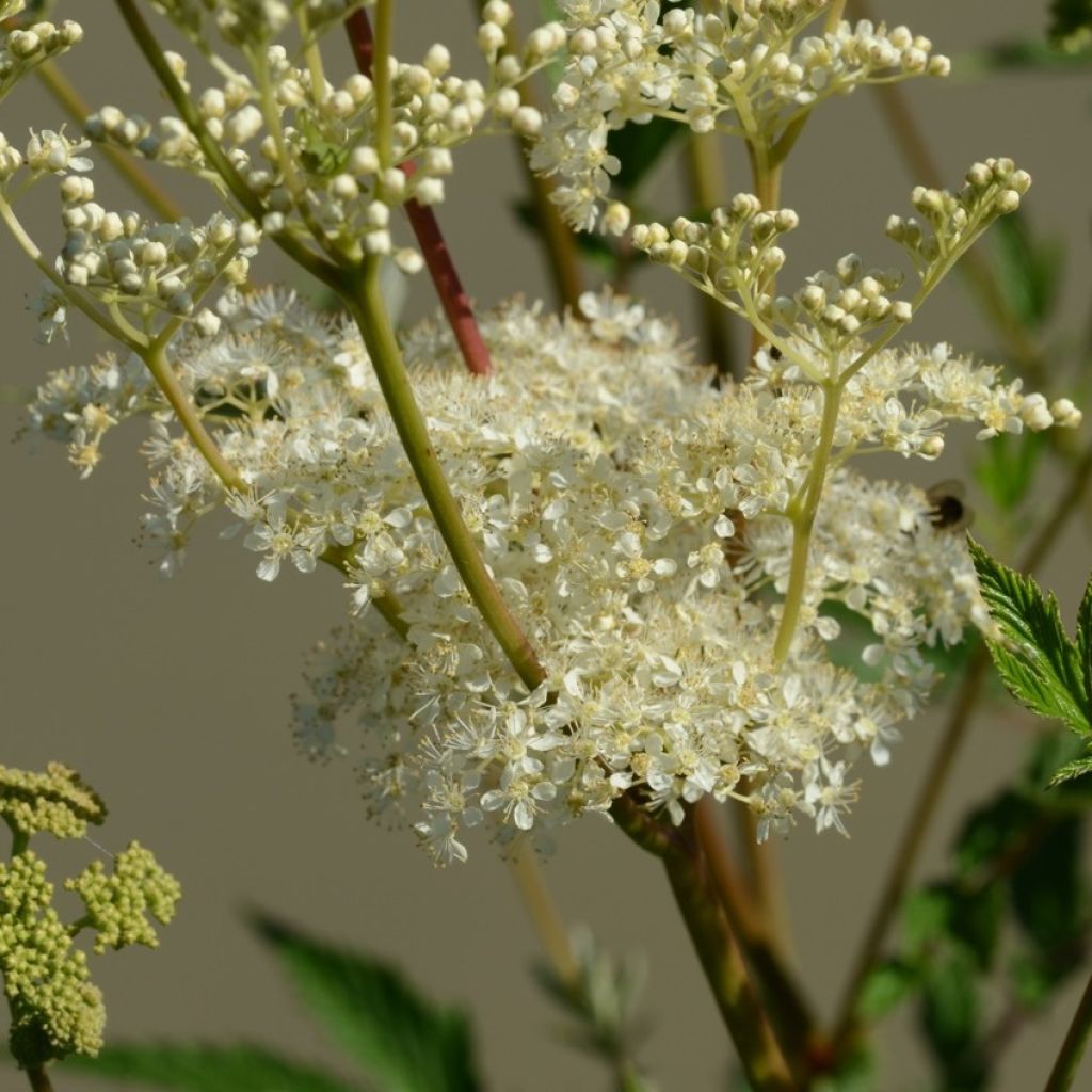 Filipendula ulmaria - Olmaria comune