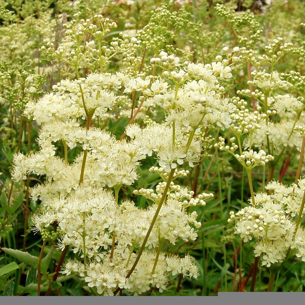 Filipendula ulmaria - Olmaria comune