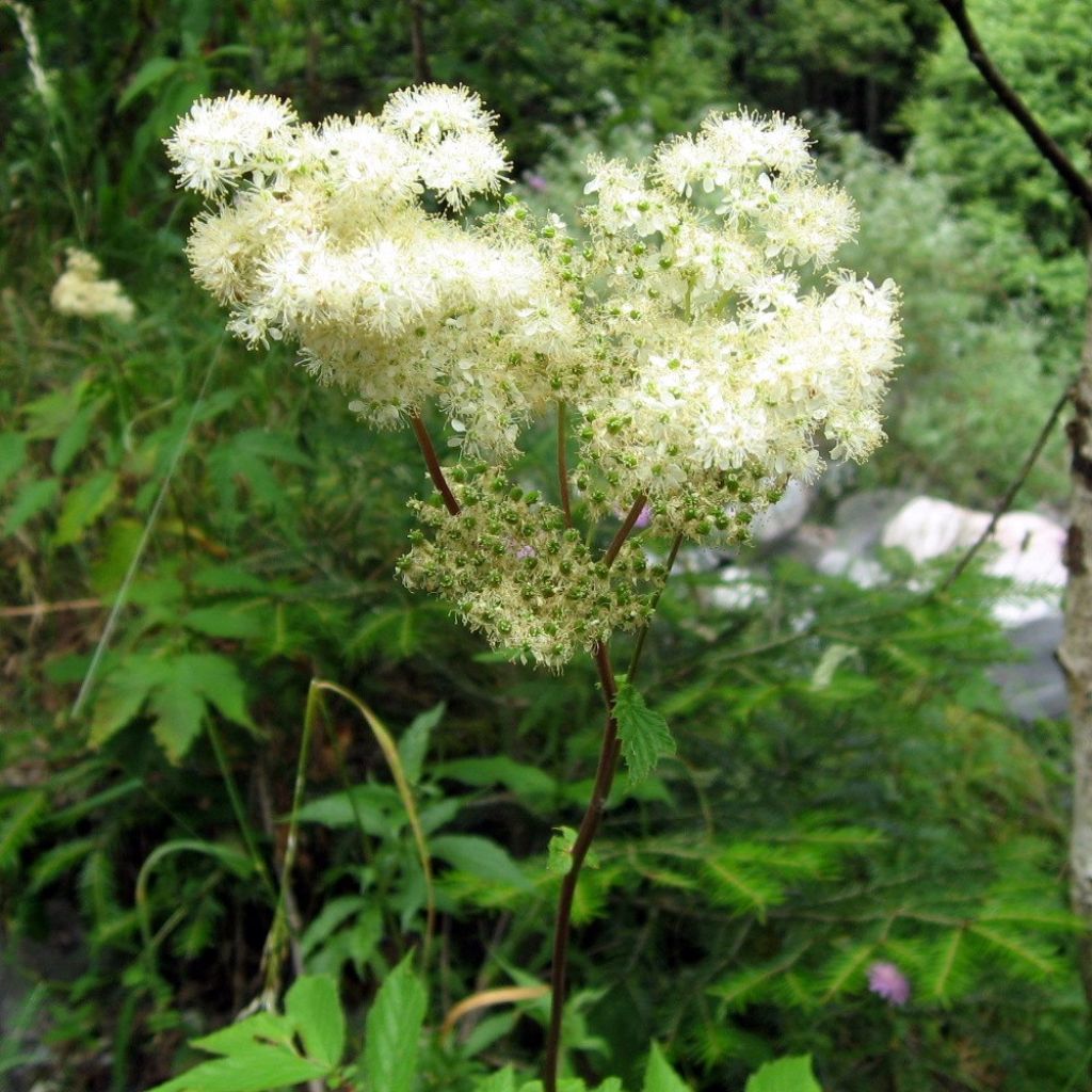 Filipendula ulmaria - Olmaria comune